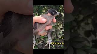 Pescoço Pelado Com Penas Nos Pés