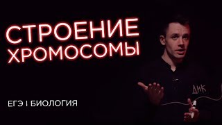 Строение хромосомы | ЕГЭ Биология | Даниил Дарвин