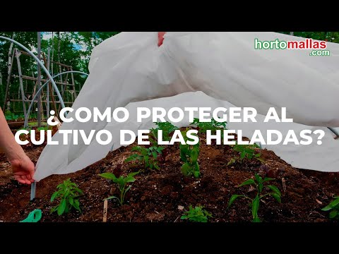 Manta térmica Agrícola - Protege cultivos del frío, heladas y