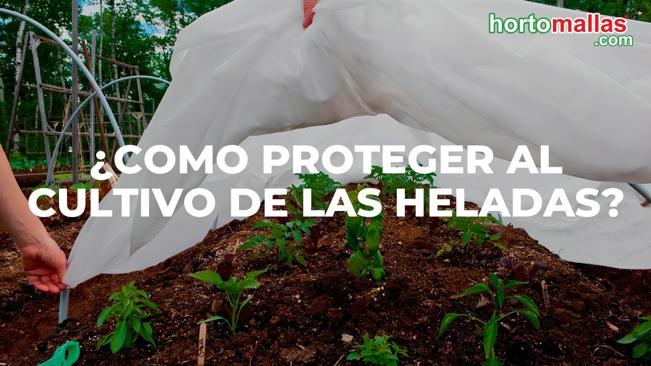 Manta térmica Agrícola - Protege cultivos del frío, heladas y