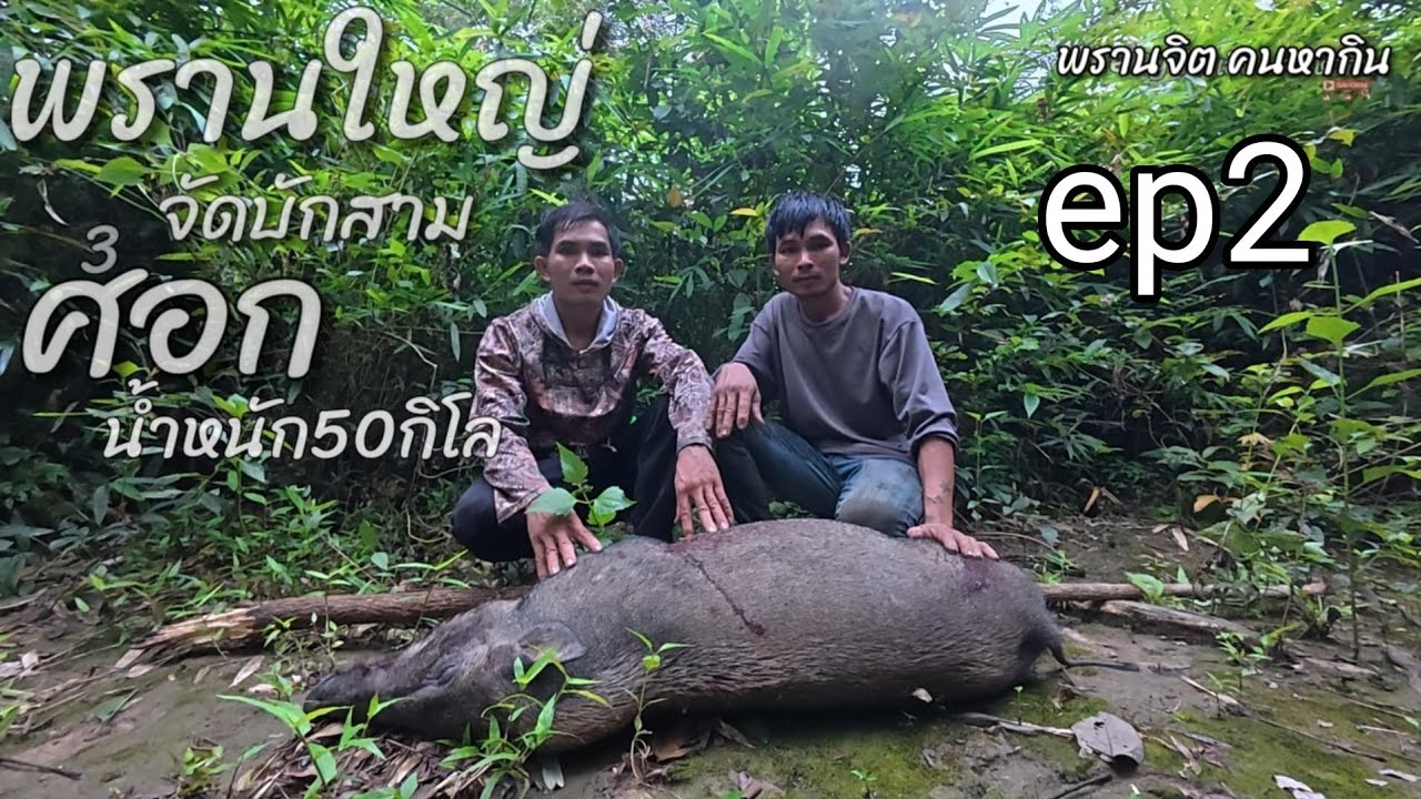 พรานใหญ่ร่วมมืกับพรานเฮียงจักบักสามศอกep2//พรานจิต คนหากิน//