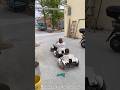 ريحان سرق البطاريات   