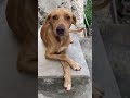 HAPPY #dog #jamaica #hillsandvalleys #nature