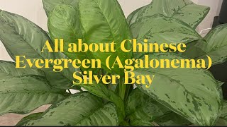 All About Chinese Evergreenagalonema Silver Bay