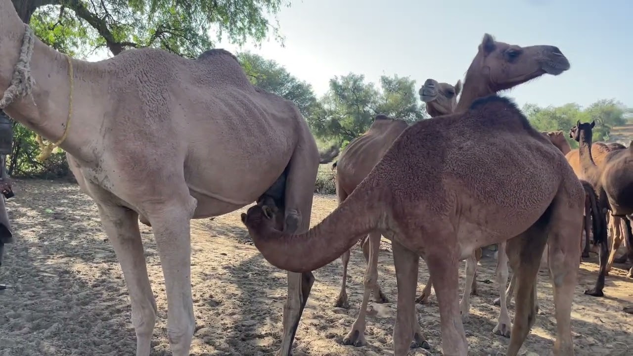 camel baby drinking milk || camel baby 
