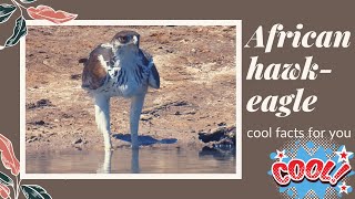 African hawk-eagle facts