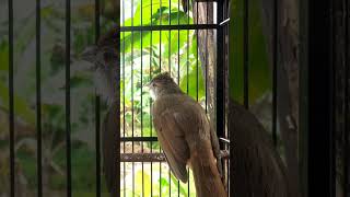 pancingan suara kapas tembak #kapastembak #masterankapastembak #pancingankapastembak