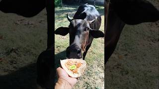Giving the Cow his Daily Snack 🌮🐮 #shorts #animals #cowlove