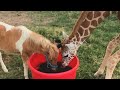 Giraffe and Mini Horse Are Best Of...