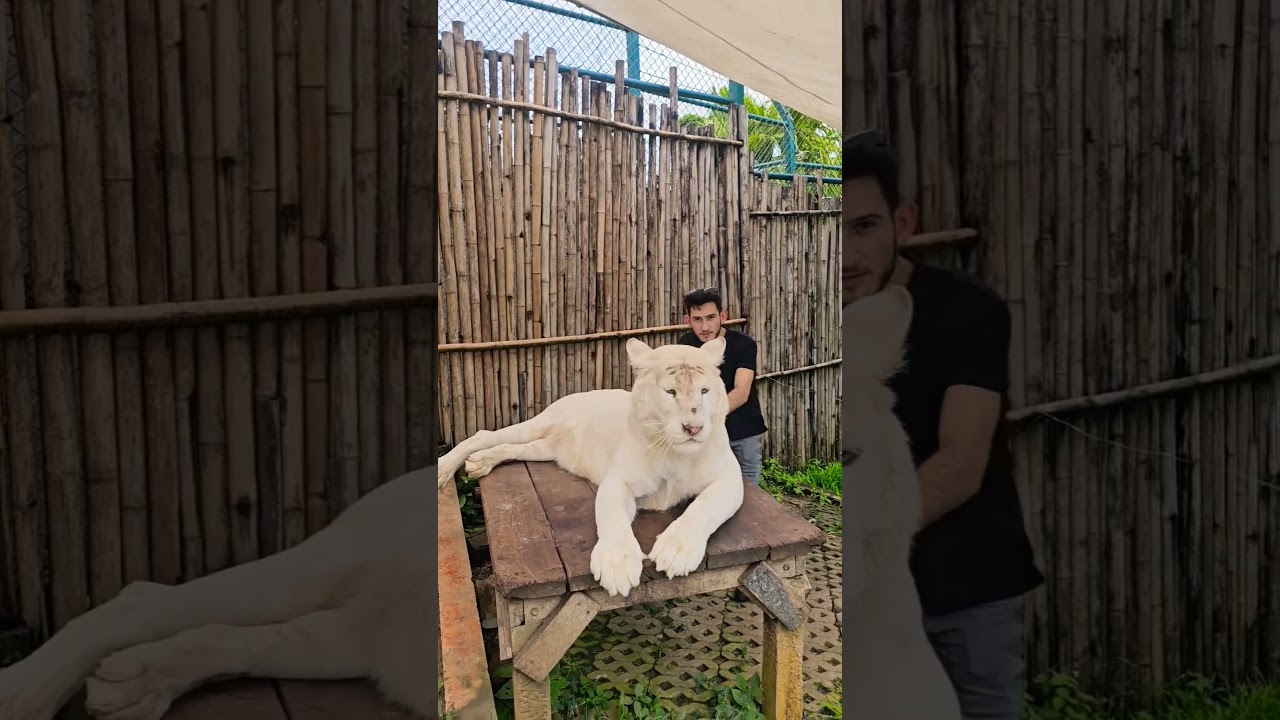 #tigerkingdom 🤯