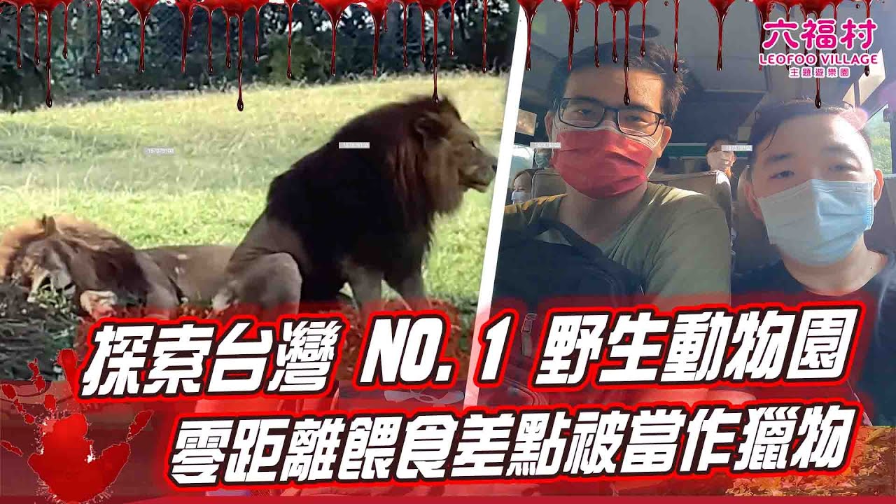 【六福村非洲部落】探索台灣NO.1野生動物園 零距離餵食非洲獅群差點被當作獵物！｜FUN！粉好玩