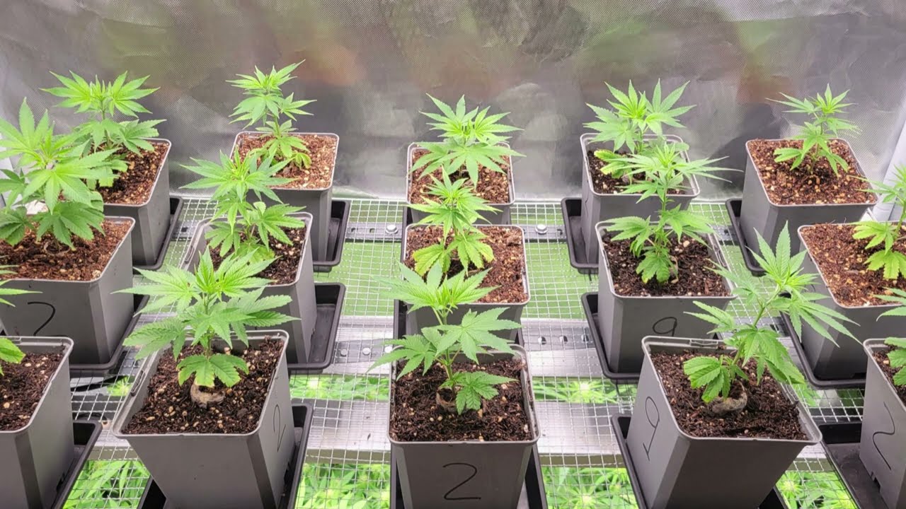 Orange Bud (Dutch Passion): 2a cosecha (último día)