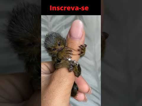 Quem Gosta de