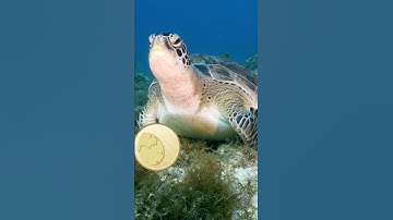 Turtles Are Amazing! 🐢