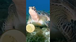 Turtles Are Amazing! 🐢