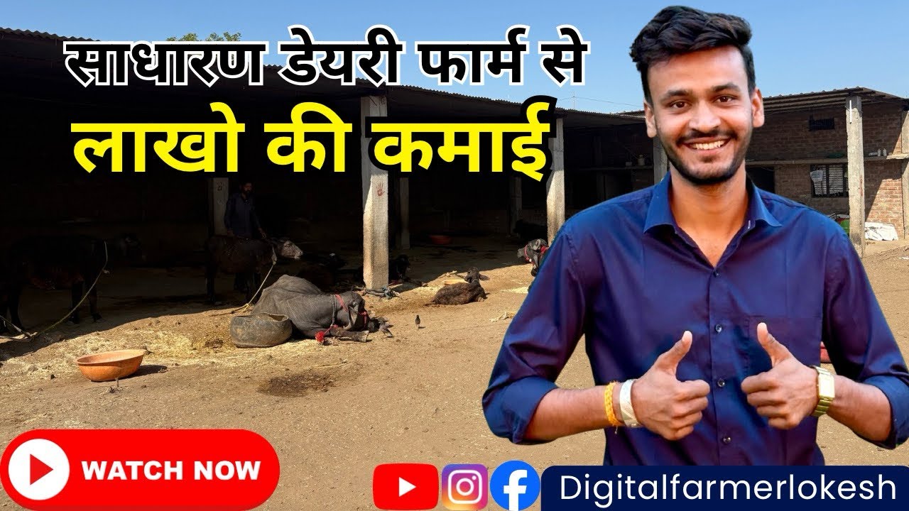 Gaon ka Dairy Farm Visit | Bhains, Setup aur Daily Routine (Ground Reality) 