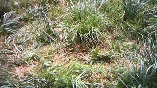 Monitoring of lynx prey I