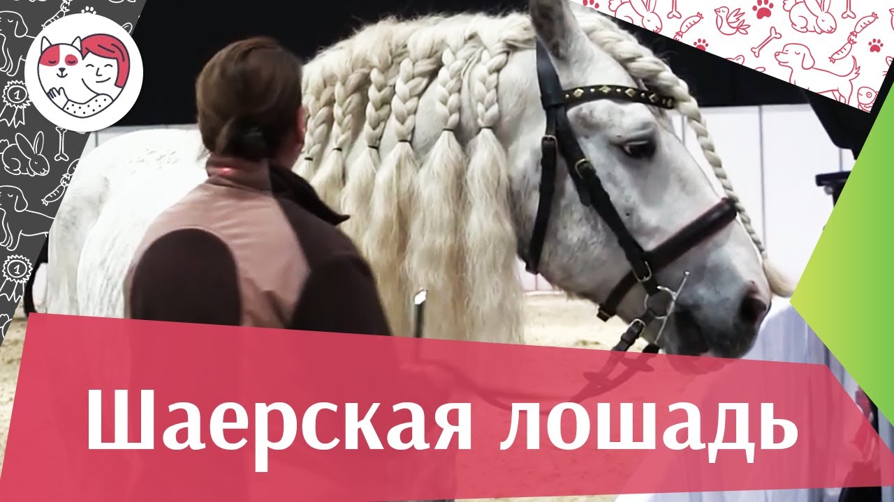 питомцы кукол лол ЛОШАДИ Шаерская порода Фальц аденская порода ЭКВИРОС 2016 на ilikepet