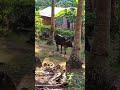 Cow Hide From Hot Afternoon