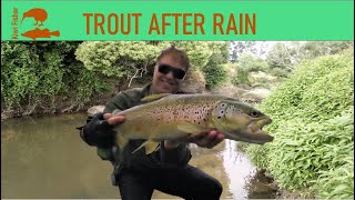 FINDING TROUT after Heavy Rain?