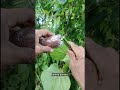 cara mencangkok paling simpel #plantsofindia #cultivation #propagation #airlayering #gardening