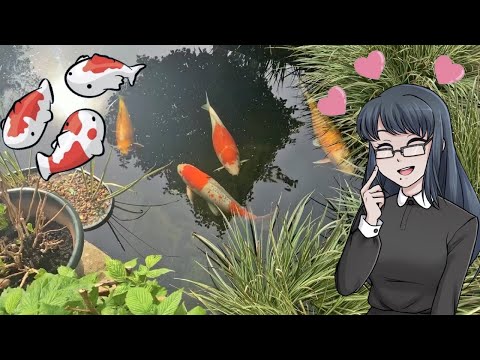 Meet My Koi | Aquatic Pet Care Video + Answering Your Questions