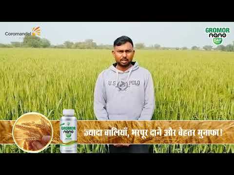 क्या Nano DAP से गेहूं की पैदावार बढ़ सकती है? राजस्थान के किसान नरेश प्रजापति का अनुभव!
