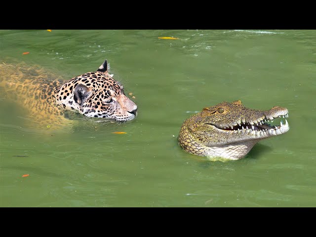 This is Why Jaguars Kill Crocodiles class=