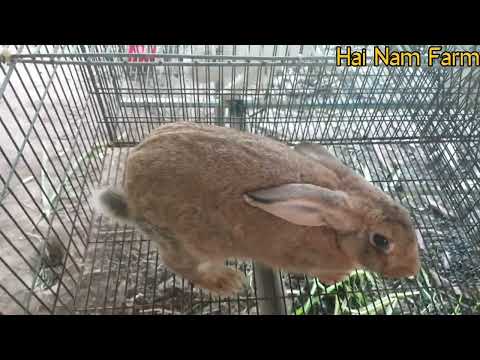 Video Rabbit grunting wagging tail, squealing | rabbit... - youtube