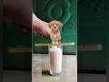 Big Sugar Magic VFX 😂 | Funny Viral Shorts