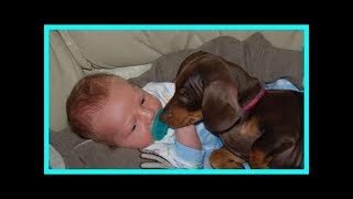 Dachshund Loves Baby! Funny Babies and Dogs Compilation 5