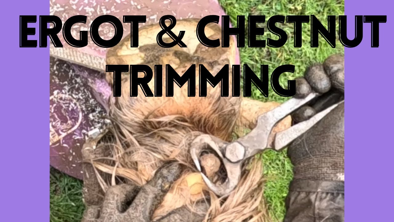 Horse Chestnut and Ergot Trimming Horse Trimming Compilation YouTube