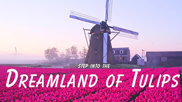 Most amazing Tulip fields of Netherlands | Scenic Relaxation with joyful music | 4K