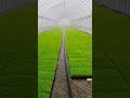 キリコで散水 #farming #japan #米#農業 #育苗