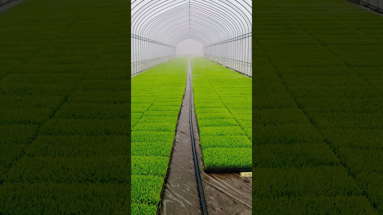 キリコで散水 #farming #japan #米#農業 #育苗