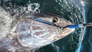Amazing Giant Bluefin Tuna Fishing Skill, Catching Tuna on The Big Sea