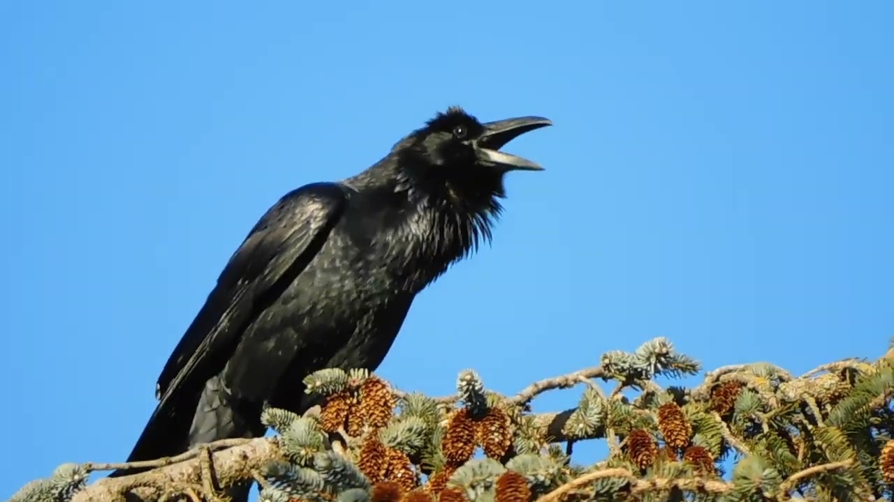 Common Raven, popping off...