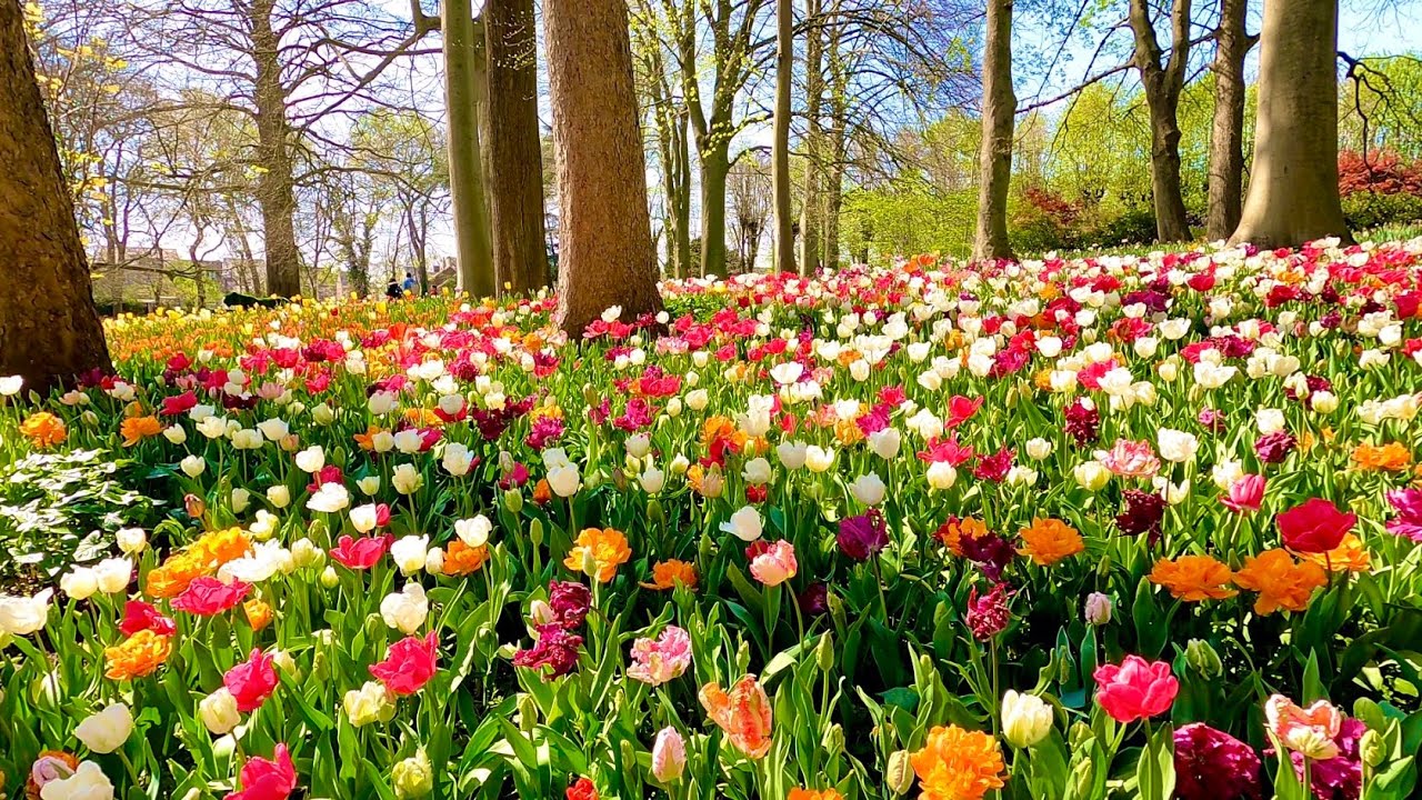 🌷 Spring Tour of Tulip Gardens at Groot-Bijgaarden Castle in Brussels, Belgium In 4K