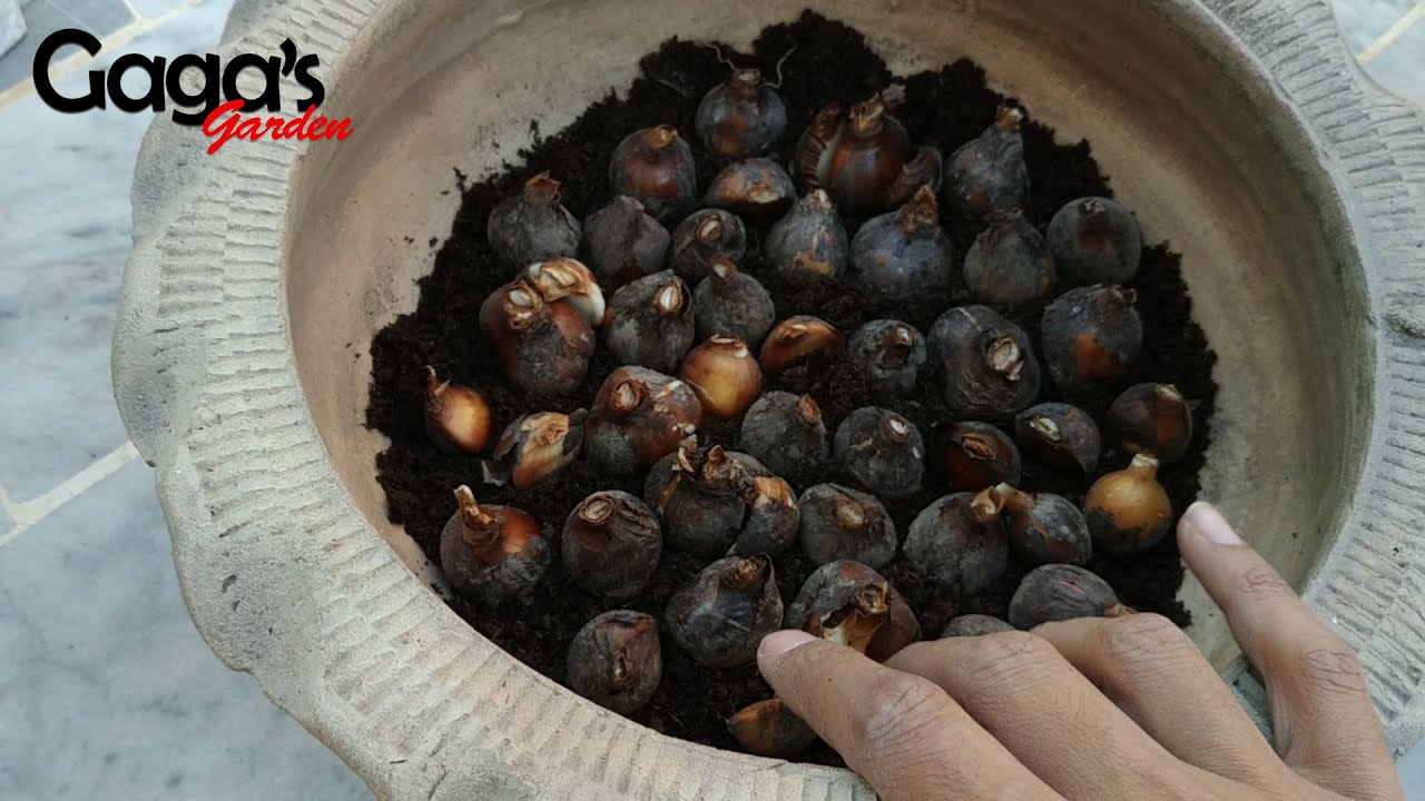 How to Store Narcissus Bulbs Paperwhite Daffodil YouTube