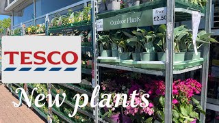 New plants at TESCO. Plant shopping with tips #gardningtips #gardening #plants 