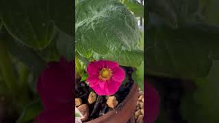 Strawberry bloom! #delicious #garden #fruit #berry #outdoors #nature #foodpreparation #gardening