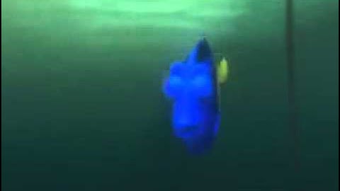 Finding Nemo   Dory Monologue   When I Look At You, I