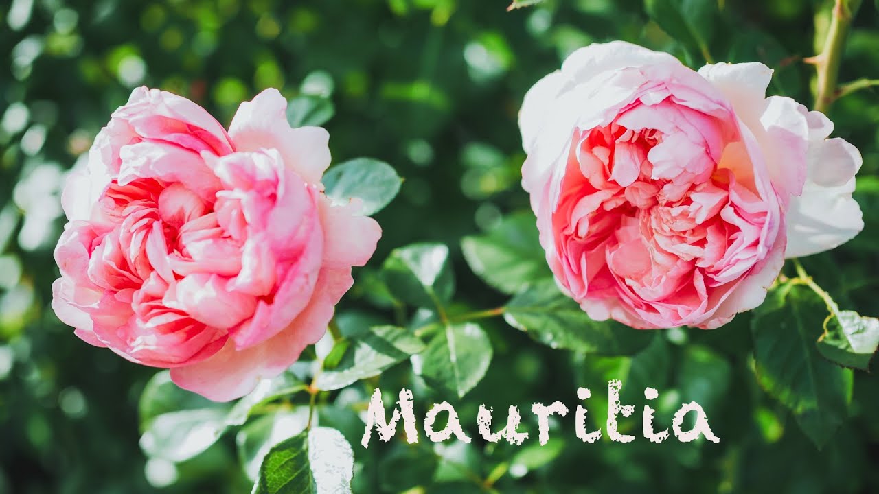 Splendid autumn blooms from Mauritia, Top Cream, Boscobel… My garden update 30 September 2025