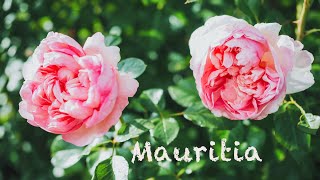 Download lagu Splendid autumn blooms from Mauritia, Top Cream, Boscobel… My garden update 30 September 2025