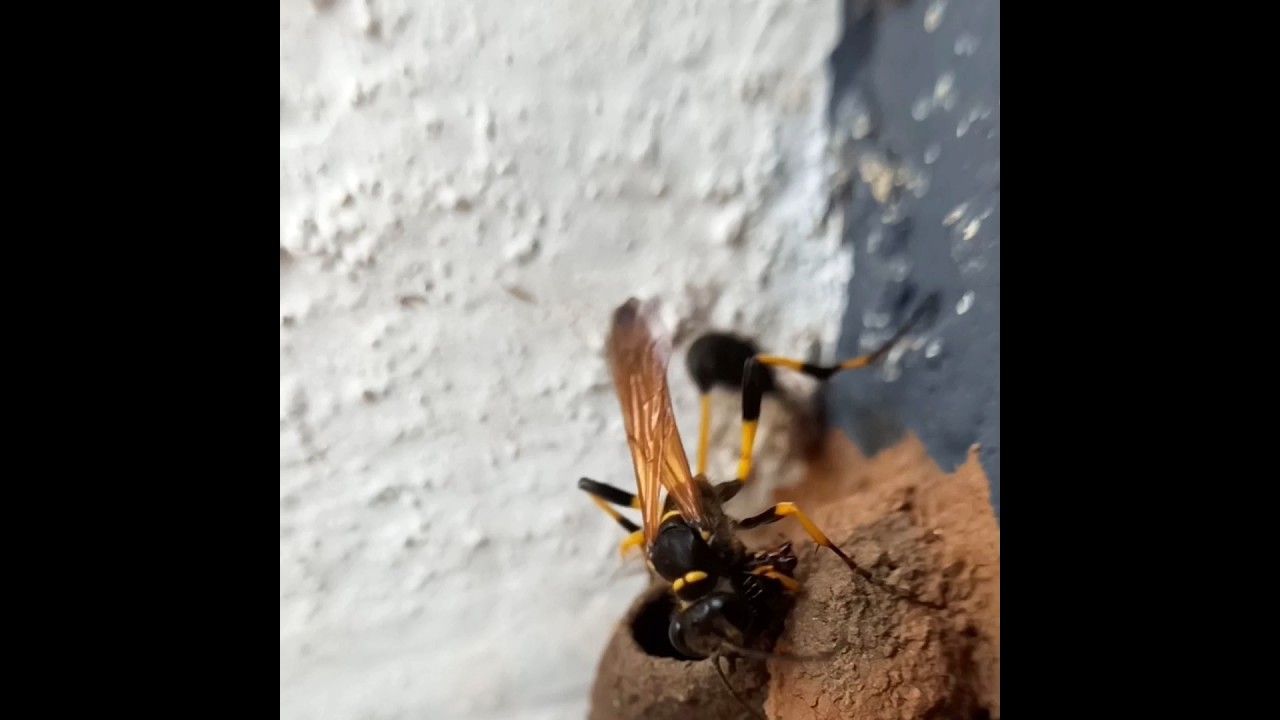 Wasp provisioning the nest with a spider 