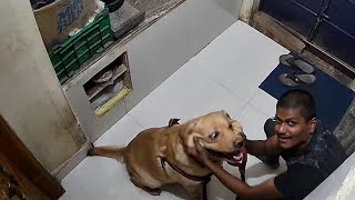 Little John and his brother waits at home for grant of door open after walk 👣 by Little John The Labrador 1,782 views 3 months ago 1 minute, 42 seconds