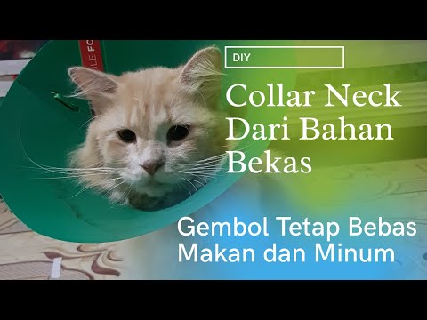 Video: Cara Membuat Poskad Kucing