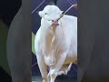 kurbani cow 2026 #cow #trending #shorts #shortvideo #short #reels #ytshorts #2026
