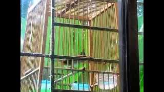 Sold Part 1 Vs2754 Beewing Specialist