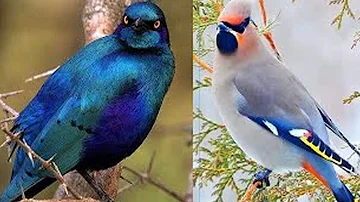 Quelle couleur attire le plus les oiseaux